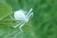 Misumena vatia