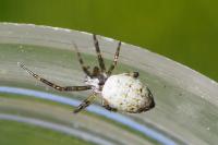 Argiope bruennichi