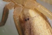 Tibellus