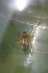 Cheiracanthium