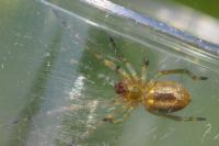 Cheiracanthium