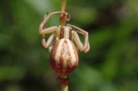 Runcinia grammica