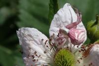 Thomisus onustus