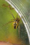 Mangora acalypha