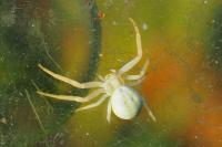 Misumena vatia