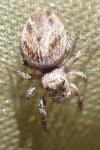 Evarcha arcuata