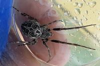 Larinioides sclopetarius