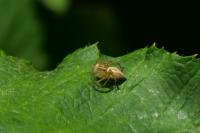 Oxyopes lineatus