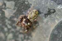 Macaroeris nidicolens