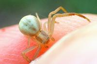 Runcinia grammica