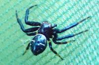 Synema globosum