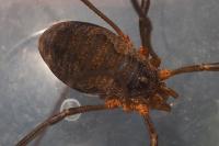 Phalangium opilio