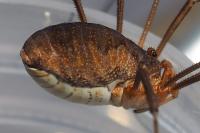 Phalangium opilio