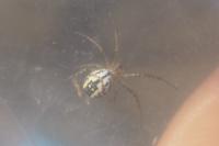 Mangora acalypha