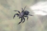 Evarcha arcuata