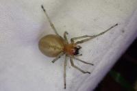 Cheiracanthium punctorium