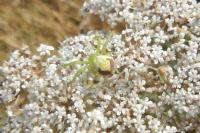 Ebrechtella tricuspidata