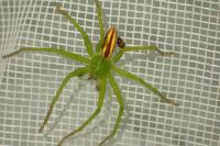 Micrommata virescens