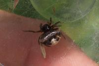 Cyrtarachne ixoides