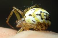 Mangora acalypha