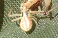 Runcinia grammica