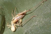 Runcinia grammica