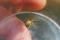 Enoplognatha