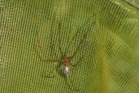 Tetragnatha