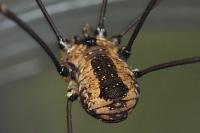 Leiobunum rotundum