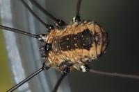 Leiobunum rotundum