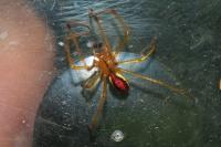 Enoplognatha