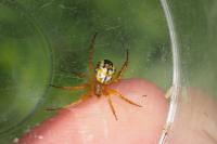 Mangora acalypha
