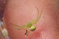 Ebrechtella tricuspidata