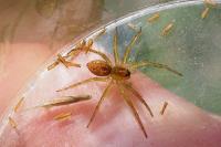 Dolomedes fimbriatus / Dolomedes plantarius