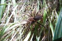 Dolomedes
