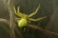 Misumena vatia