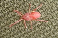 Paratrombium