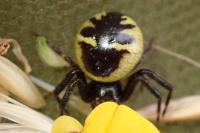Synema globosum