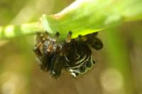 Evarcha arcuata