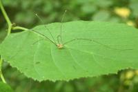 Leiobunum rotundum