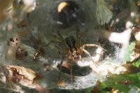 Agelena labyrinthica