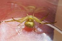 Misumena vatia