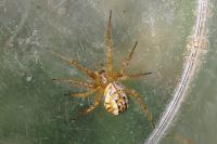 Mangora acalypha
