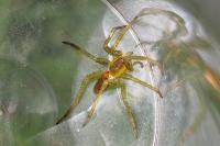 Dolomedes fimbriatus / Dolomedes plantarius