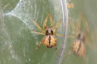 Agalenatea redii