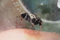 Evarcha arcuata