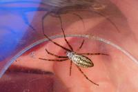 Argiope bruennichi
