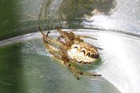 Neoscona adianta