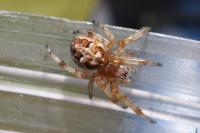 Larinioides cornutus