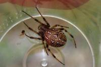 Neoscona byzanthina